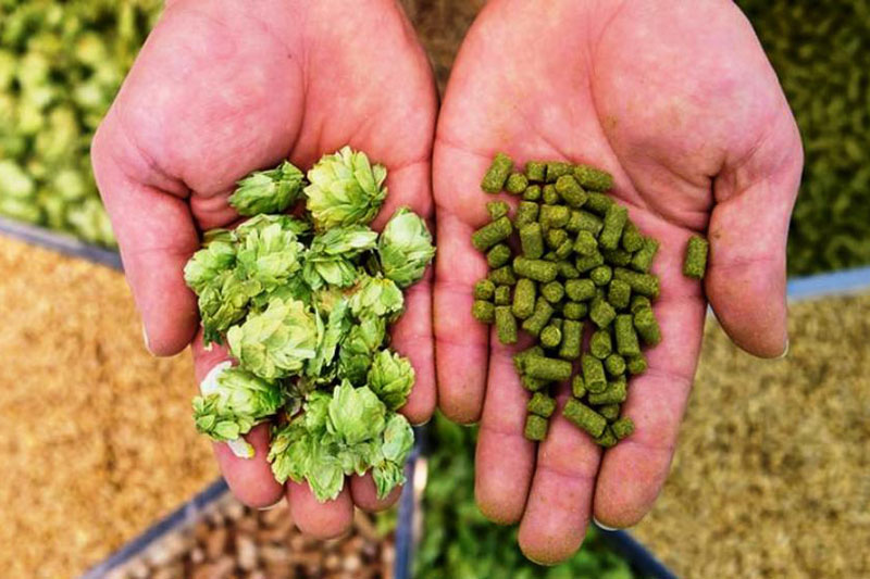 Lúpulo en forma de flor y en forma de pellet